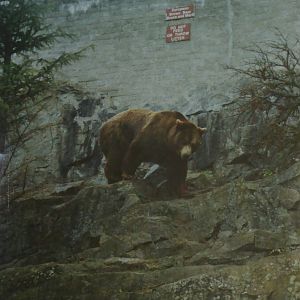 Old exhibit for European Brown Bear (Ursus arctos arctos) at Highland Wildlife Park - circa 1989