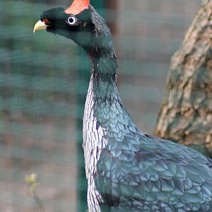 Horned guan (Oreophasis derbianus)