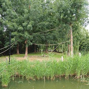 Lar gibbon island (Aug 28th, 2018)