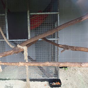Ring-tailed lemur indoor housing (Aug 28th, 2018)
