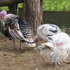 Domestic turkeys (Meleagris gallipavo), Aug 28th, 2018