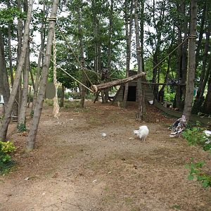 Ring-tailed lemur walkthrough exhibit (Aug 28th, 2018)
