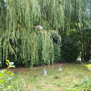 Second ring-tailed lemur island (Aug 28th, 2018)