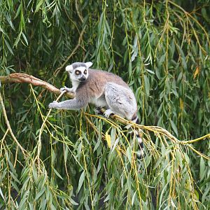 Ring-tailed lemur (Lemur catta), Aug 28th, 2018