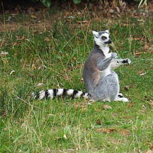 Ring-tailed lemur (Lemur catta), Aug 28th, 2018