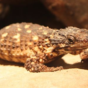 Pregnant Warren's girdled lizard