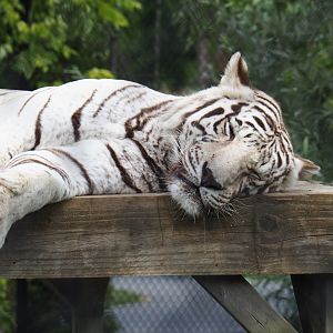 White tiger (Panthera tigris), Aug 28th, 2018