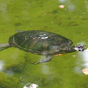 Red-eared slider (Trachemys scripta elegans), Aug 28th, 2018