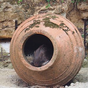 Indian crested porcupines (Hystrix indica) in a giant vase (Aug 28th, 2018)
