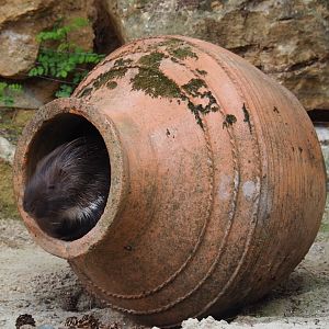 Indian crested porcupines (Hystrix indica) in a giant vase (Aug 28th, 2018)