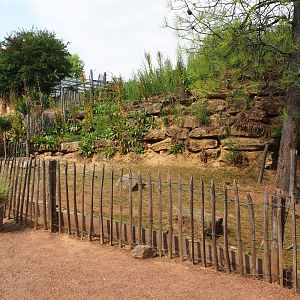 Sulcata tortoise paddock (Aug 28th, 2018)