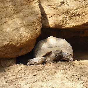 Centrochelys sulcata (Aug 28th, 2018)