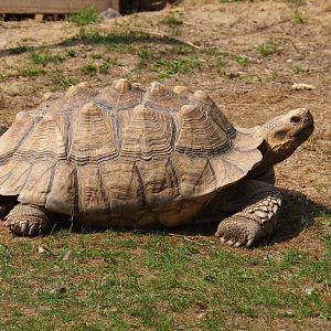 Centrochelys sulcata (Aug 28th, 2018)