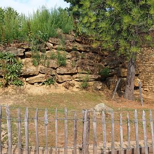 Sulcata tortoise paddock (Aug 28th, 2018)