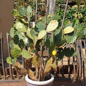 Potted Opuntia (Aug 28th, 2018)