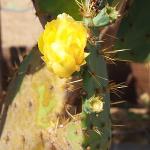 Opuntia species spines and flower (Aug 28th, 2018)
