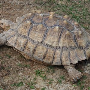 Relaxed Centrochelys sulcata (Aug 28th, 2018)