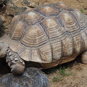 Centrochelys sulcata (Aug 28th, 2018)