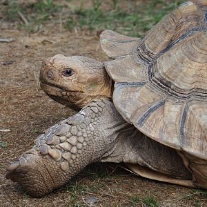 Centrochelys sulcata (Aug 28th, 2018)