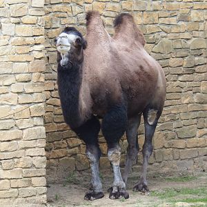 Bactrian camel (Camelus ferus bactrianus), Aug 28th, 2018