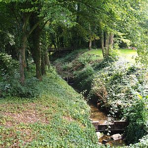 View of forest area and creek (Aug 28th, 2018)