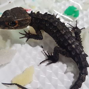 Triblonotus gracilis