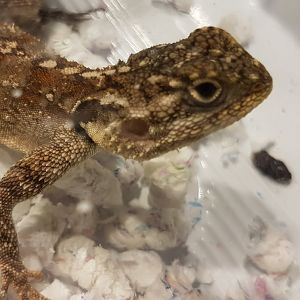 Acanthocerus atricollis