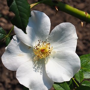 Wild rose flower (Rosa species), Aug 28th, 2018