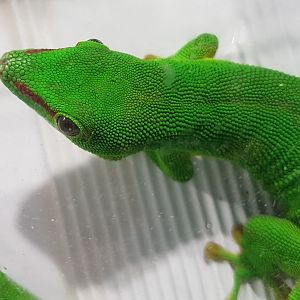 Phelsuma grandis