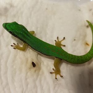 Phelsuma nigristriata