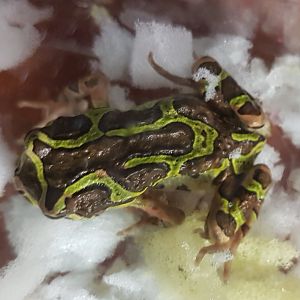 Scaphiophryne madagascariensis