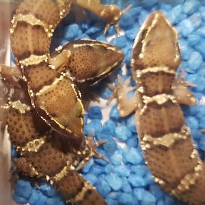 Hemidactylus triedrus