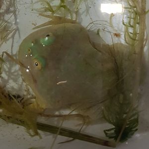 Lepidobatrachus laevis