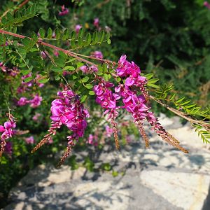 Indigofera kirilowii (Aug 28th, 2018)