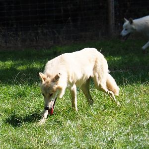 Hudson Bay wolf (Canis lupus hudsonicus), Aug 28th, 2018