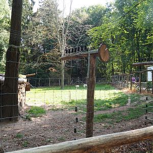 Hudson Bay wolf exhibit (Aug 28th, 2018)