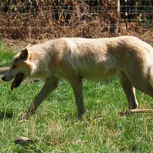 Hudson Bay wolf (Canis lupus hudsonicus), Aug 28th, 2018