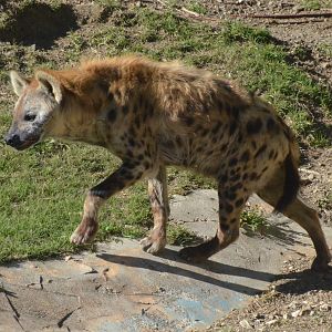 Spotted Hyaena at Selwo Aventura, 13/03/19