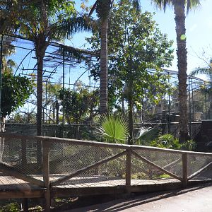 Lar Gibbon, Crested Myna and Golden Pheasant Enclosure at Selwo Aventura, 13/03/19