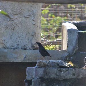 Crested Myna at Selwo Aventura, 13/03/19