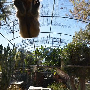 Lar Gibbon, Crested Myna and Golden Pheasant Enclosure at Selwo Aventura, 13/03/19