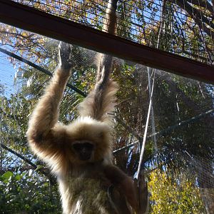 Lar Gibbon at Selwo Aventura, 13/03/19