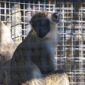 Grivet/Green Monkey at Selwo Aventura, 13/03/19