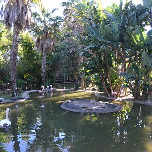 Lesser Flamingo/Mute Swan Enclosure at Selwo Aventura, 13/03/19