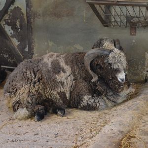 Grazelema Merino Sheep at Selwo Aventura, 13/03/19
