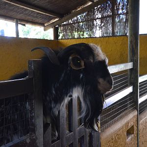 Payoya Goat at Selwo Aventura, 13/03/19