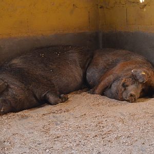 Cadiz Golden Pigs at Selwo Aventura, 13/03/19