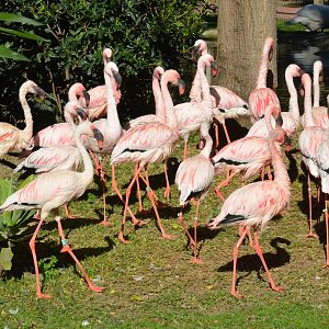 Lesser Flamingos at Selwo Aventura, 13/03/19