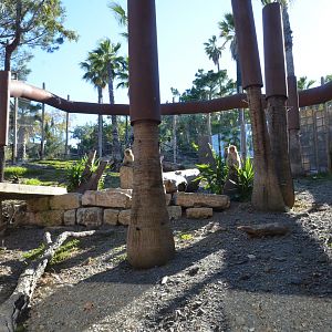 Barbary Macaque Enclosure at Selwo Aventura, 13/03/19
