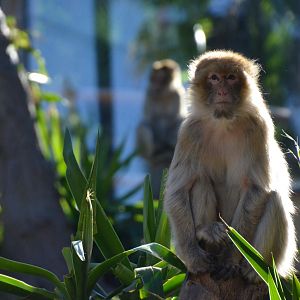 Barbary Macaque at Selwo Aventura, 13/03/19